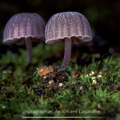 image : champignons vue par Vincent Lagardère - Expo Mystérieux mycètes - Musée Despiau Wlérick