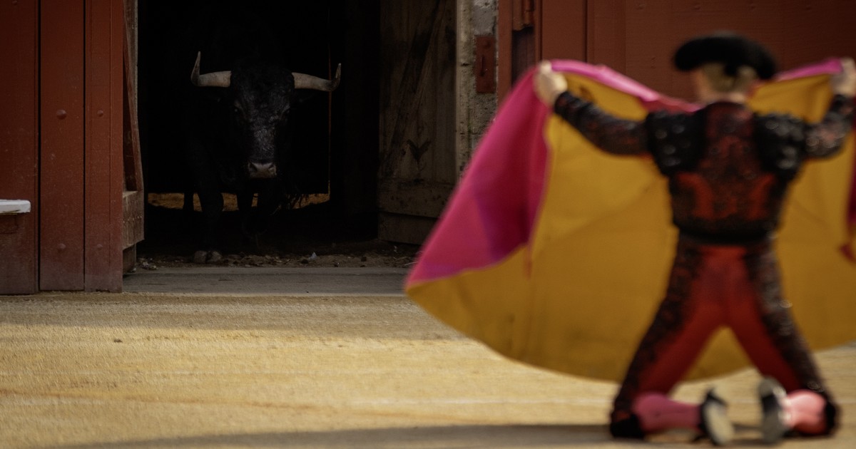 Arènes du Plumaçon -Entrée du toro face au torero agenouillé - Madeleine Mont de Marsan